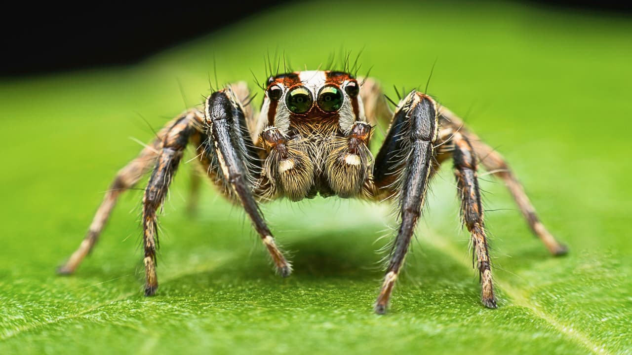<b>Texas tiene muchas cosas buenas… y algunas con ocho patas. </b>Las arañas están presentes todo el año, pero
<b>en primavera y verano aumentan las probabilidades de encontrarlas en casa, en el jardín o incluso dentro de los zapatos.</b> Aunque la mayoría no representa un riesgo serio,
<b>algunas especies pueden causar problemas de salud si muerden.</b> Por eso, muchas familias en Texas se preguntan:
<b>¿cuáles son peligrosas?, ¿cómo prevenirlas?, ¿qué hacer si muerden a mi hijo?</b> Aquí te damos una guía práctica, sencilla y confiable para mantener a salvo a tu familia y cuidar tu casa sin caer en el pánico.