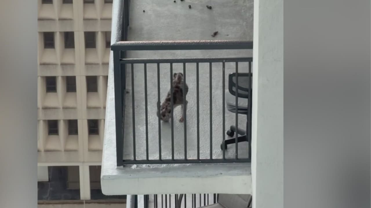 Perrito abandonado en el balcón de un apartamento en Miami tiene un nuevo hogar: "Está mal de salud"