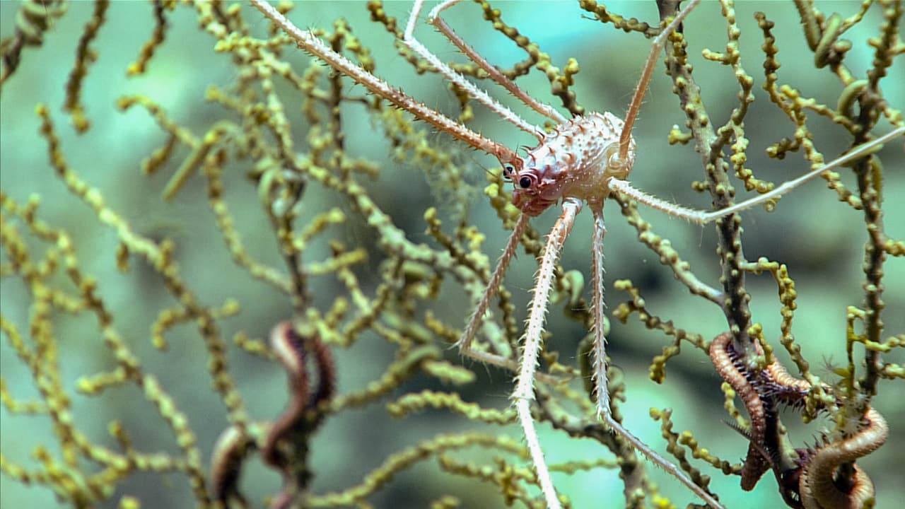 Langostino y estrella de mar en un Octocoral de Gorogonia.