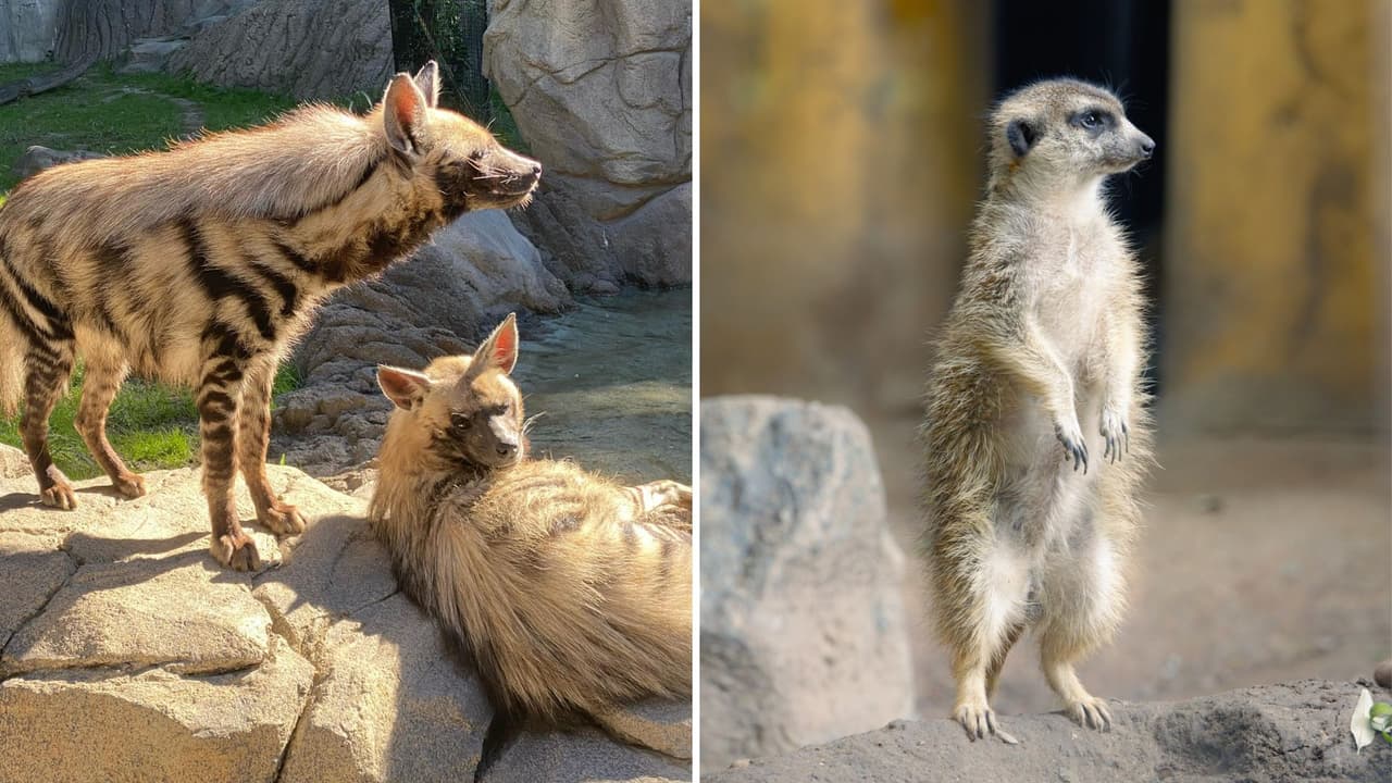 <h3 class="cms-H3-H3">Consejos para disfrutar al máximo: </h3>
<br>
<b>Llega temprano:</b> Aunque los miércoles son un día de descuento, también suelen ser populares entre las familias. Llegar temprano no solo te garantiza una mejor experiencia, sino que también evita las multitudes. 
<br>
<b>Compra tus entradas en línea: </b>Para mayor comodidad, compra tus boletos con antelación a través del sitio web del zoológico. Esto te ahorra tiempo y facilita la entrada. 
<a href="https://tickets.fortworthzoo.org/webstore/shop/viewitems.aspx?cg=ga&c=tickets" target="_blank">Haz clic aquí para más información.</a>
<br>
<b>Visita las zonas más populares:</b> El zoológico tiene varias zonas temáticas, como el Safari Falls o el área de los gorilas. No dejes de ver a los animales en acción y aprovechar las charlas educativas que se realizan durante el día. 
<br>
<b>Planifica una comida familiar: </b>Si vas con niños pequeños, hay zonas de pícnic donde puedes descansar y disfrutar de un almuerzo en familia. También puedes comprar snacks dentro del zoológico. 
<br>
<b>No olvides la cámara:</b> Hay tantas oportunidades para tomar fotos memorables, especialmente cuando los animales interactúan con su entorno. Aprovecha los momentos únicos para capturar recuerdos familiares.