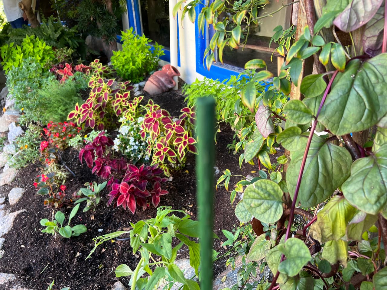 Los visitantes a este lugar sienten que están en cualquier lugar menos en el desierto de Arizona, sus planta verdes y lo diverso del lugar crea un ambiente de descanso.