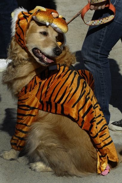Un perro vestido de tigre fue la sensación.