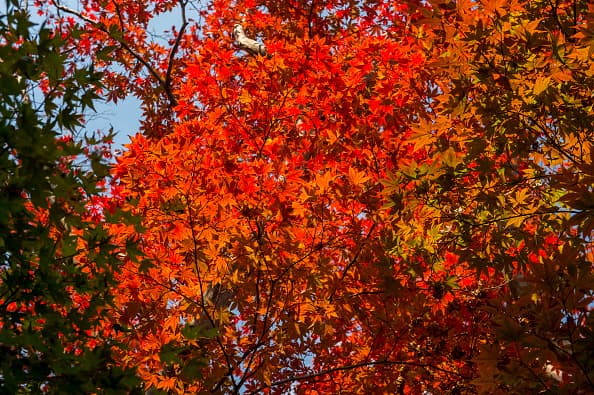 Pero el pico del cambio de color para el norte del estado será entre el 9 hasta 16 de noviembre. Para esta fecha, el centro de Texas también debe ir viendo un cambio a los colores más intensos de la temporada.