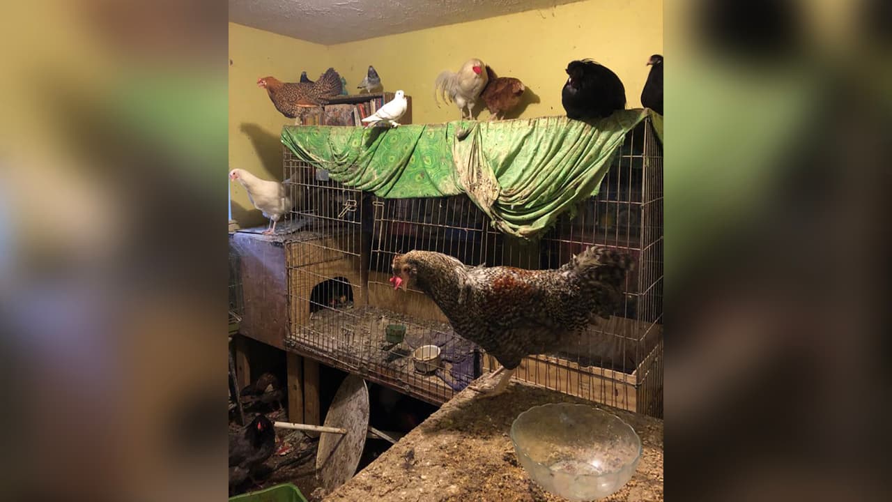 La mayoría de los animales fueron rescatados y llevados a un refugio seguro.