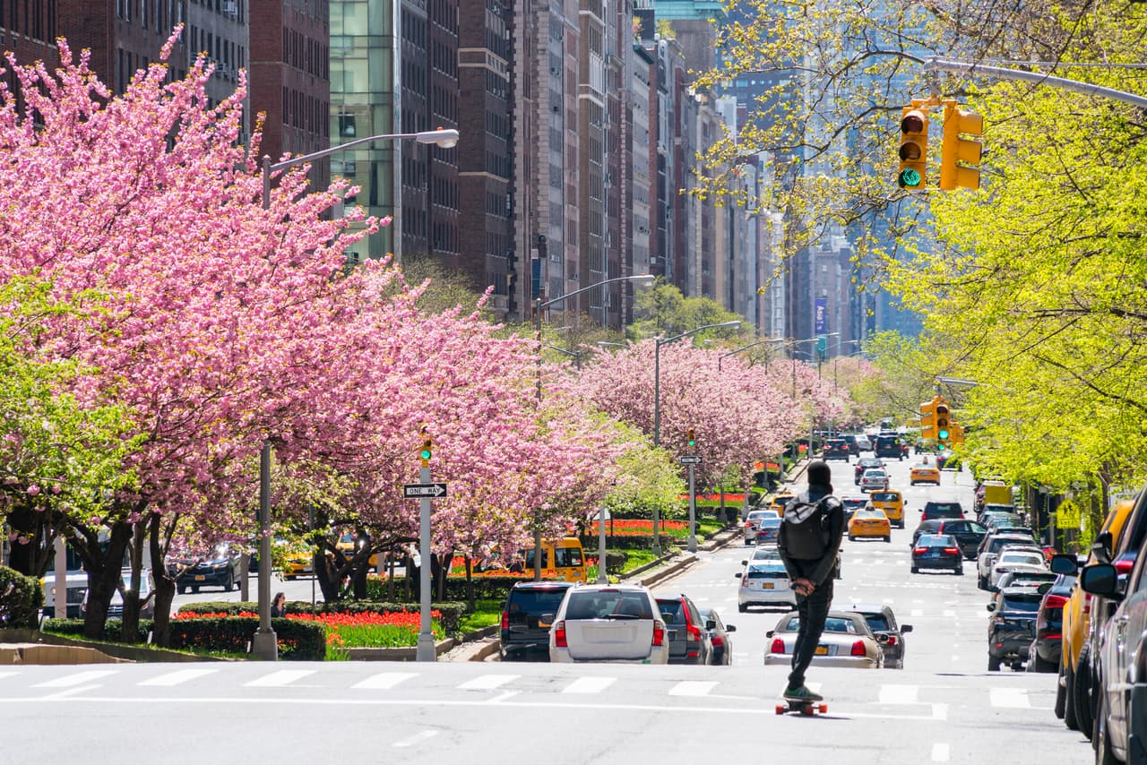 Las flores de cerezo son una flor propia de la primavera, algunos la consideran 
<b>símbolo de renovación,</b> mientras que otros, debido a que duran poco tiempo (dos semanas), creen que representan la fugacidad de la vida.