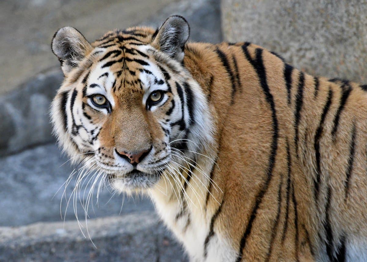 A principios de este mes, Malena y otros animales de alto riesgo en el zoológico de Brookfield comenzaron a recibir sus primeras dosis de la vacuna Covid-19 diseñada específicamente para animales y desarrollada por la compañía de salud animal Zoetis. Malena recibió su primera dosis el 16 de septiembre y debía recibir su segunda dosis la próxima semana.
<br>