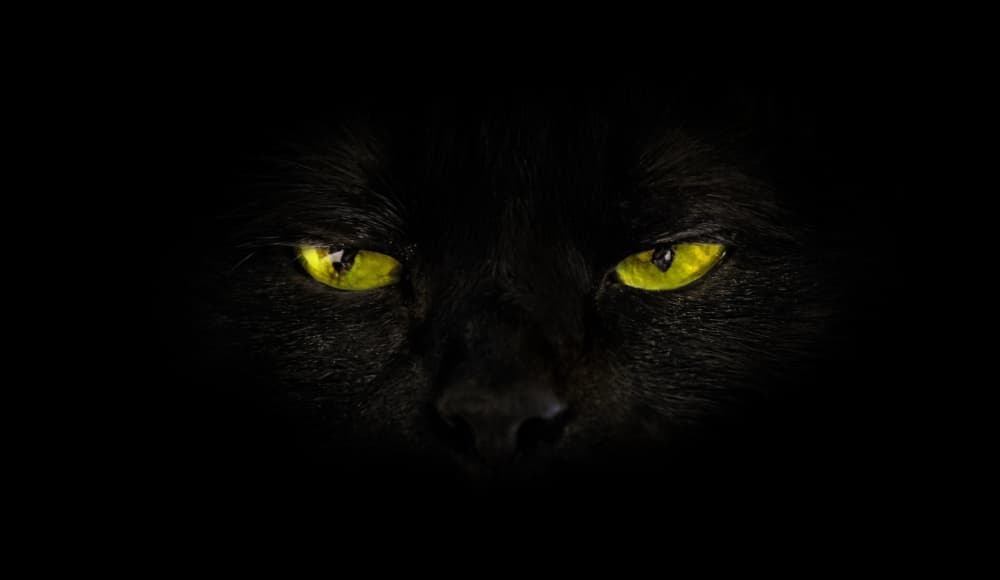 Te decimos cómo surgieron supersticiones que dan mala suerte como los gatos negros o utilizar el número 13