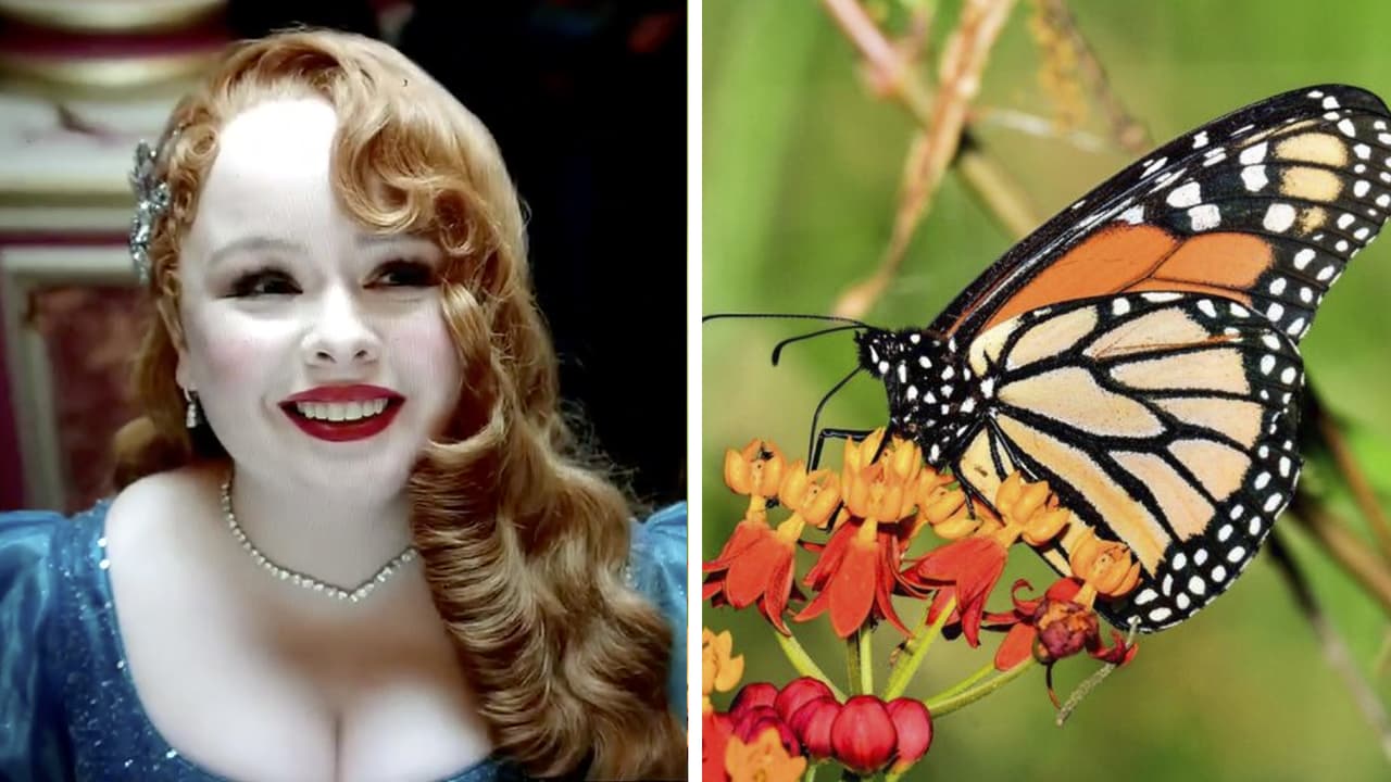 El significado oculto en la escena de las mariposas de ‘Bridgerton 3’: Tiene que ver con Penélope