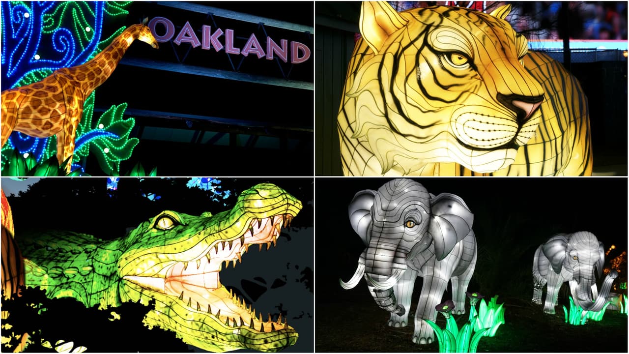 ‘Glowfari’, el safari de luz que puedes visitar en el zoológico Oakland antes que inicie el toque de queda