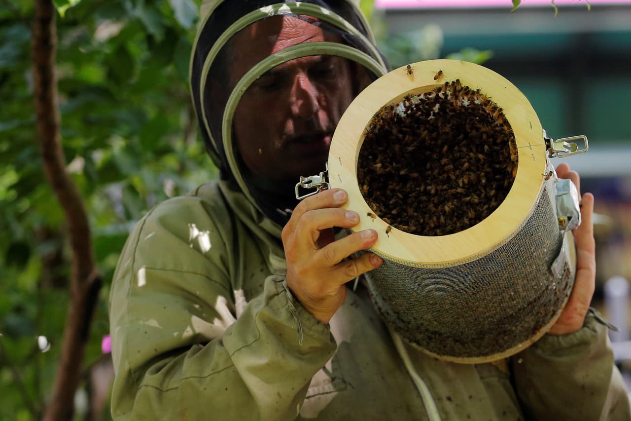 Finalmente fueron llevadas al parque Bryant Park. En la foto, Cote en el proceso de 'liberarlas'. (Lucas Jackson/Reuters)