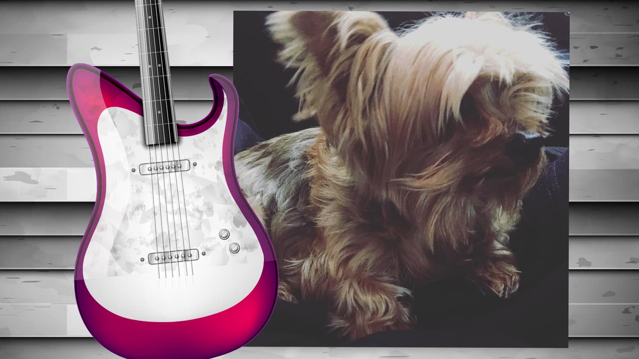 El perrito de Diana Reyes es toda una monería. Este yorkshire terrier tiene su propia cuenta de Instagram (@soyjalapeno) y acompaña a la cantante a todas partes. Aunque aún no cuenta con muchos seguidores, sólo unos 200, creemos que pronto tendrá star status. Isn't he the cutest?