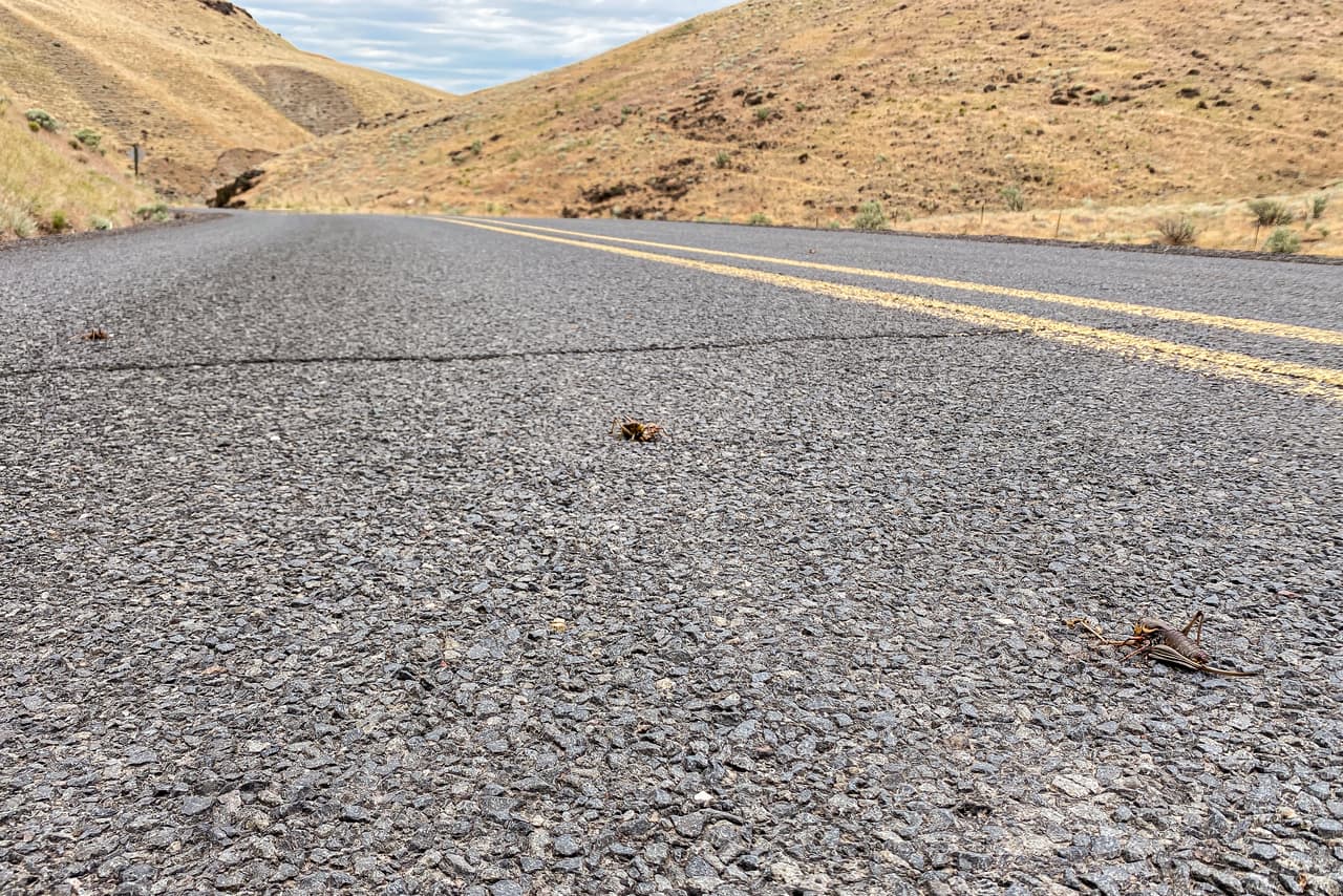 Solo en 2021, los funcionarios agrícolas de Oregon estiman que los saltamontes y los grillos mormones dañaron 10 millones de acres de pastizales en 18 condados.
<br>Bajo la nueva iniciativa de Oregon, los propietarios de tierras privadas, como agricultores y ganaderos, pueden solicitar que el Departamento de Agricultura de Oregón (ODA, por sus siglas en inglés) evalúe sus tierras.