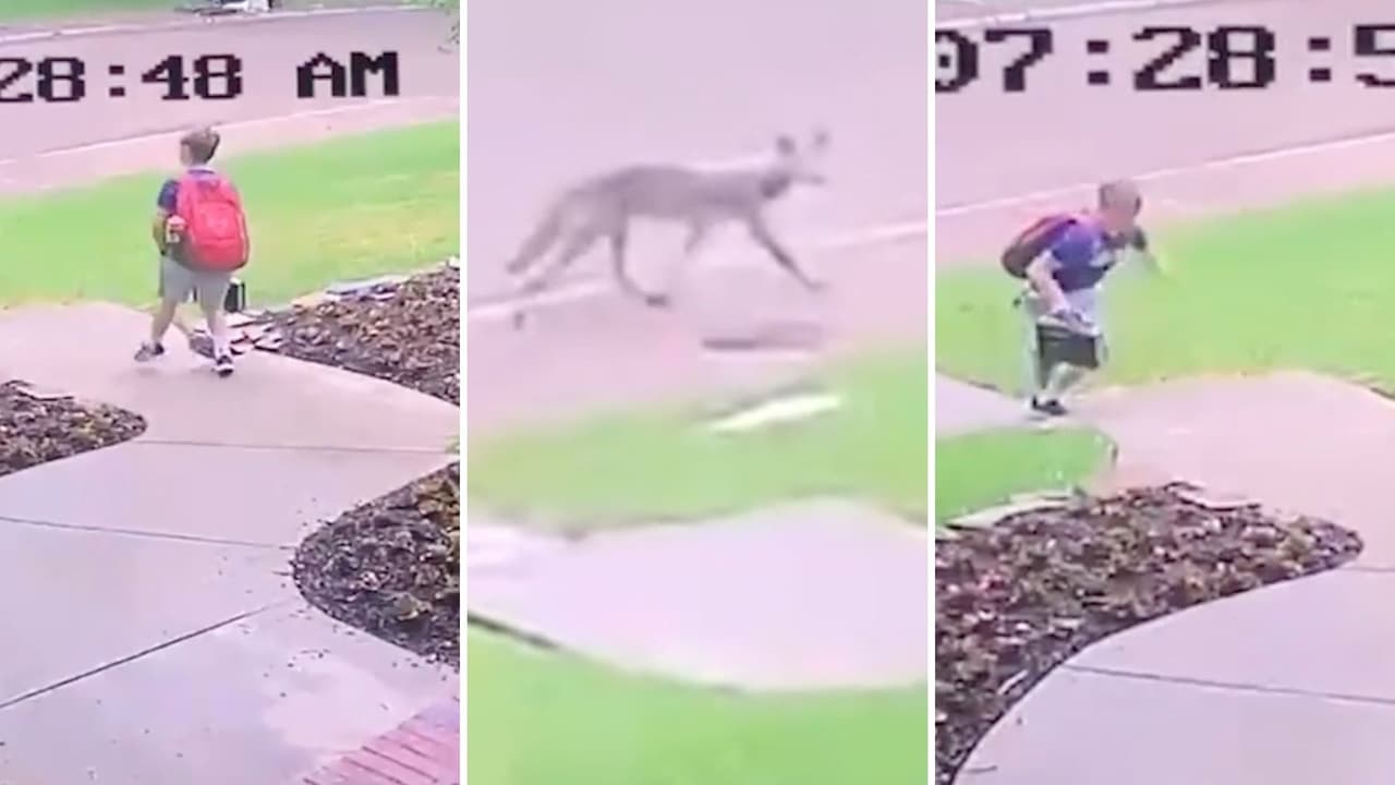 Aumentan los avistamientos de coyotes en San Antonio: toma estas precauciones