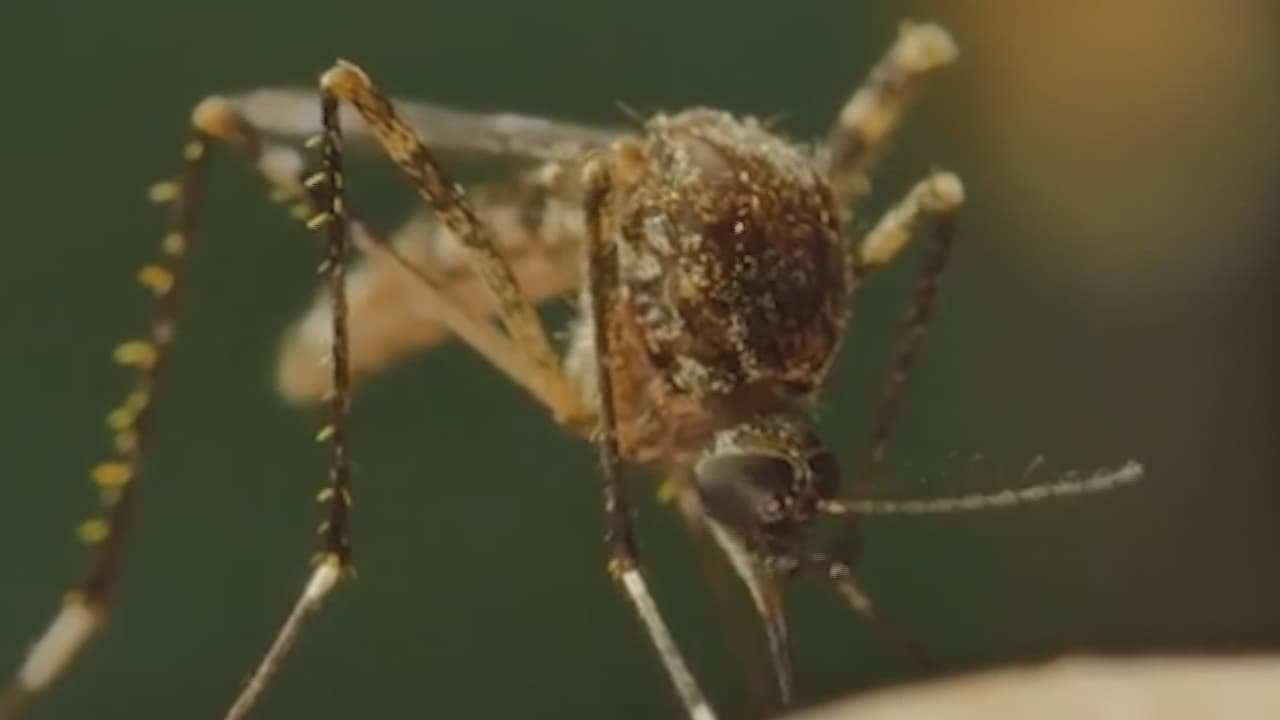 Reportan muertes por virus del Nilo Occidental en Condados de Maricopa y Pima tras lluvias intensas