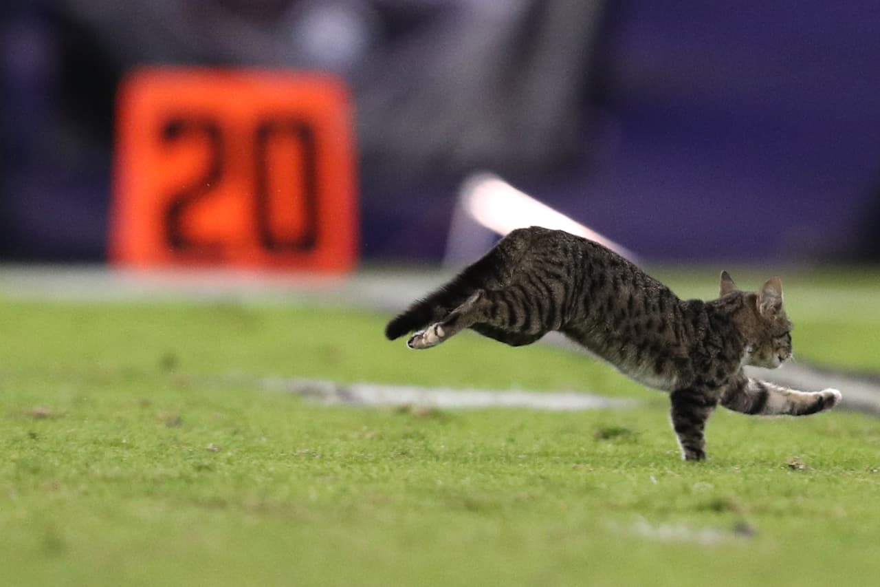 El partido tuvo incluso tiempo para que un gato fuera un visitante especial en el terreno de la NFL, algo poco común en este tipo de encuentros