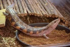 Nombran “Bluey” y “Tili” a eslizones de lengua azul del Acuario de Carolina del Norte   