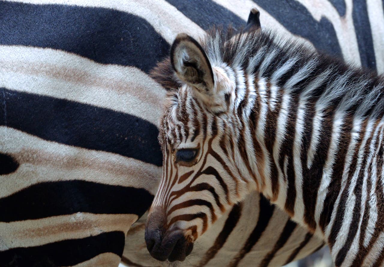 Así, Malte el humano fue invitado a regresar al parque y conocer más a su rayado amigo.