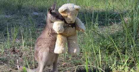 Canguro ‘Doodlebug’ y su peluche roban corazones a nivel mundial
