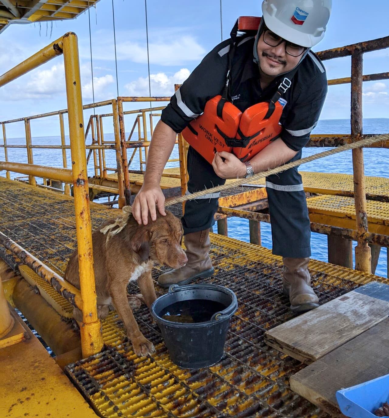 Especularon que el animal pudo haber caído de un barco pesquero y lo bautizaron como 'sobreviviente', según contó Payalaw.