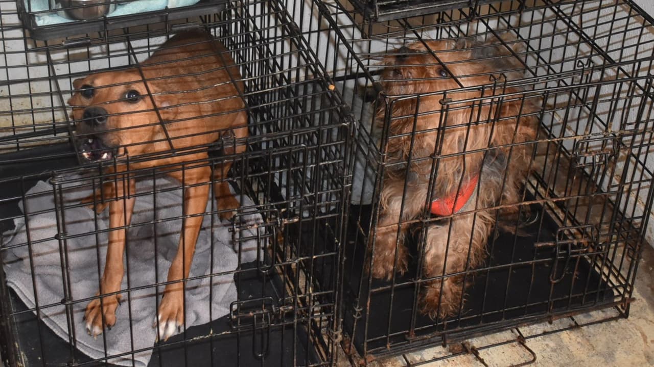 Las autoridades documentaron el abandono con fotos donde los perros aparecen debilitados y sin cuidados básicos.