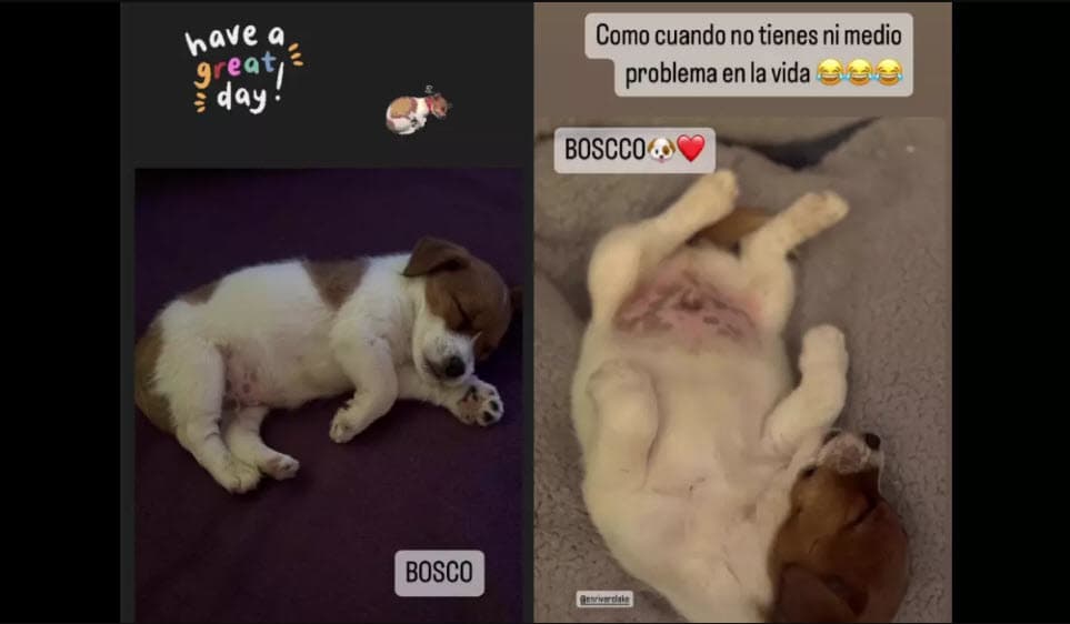 Bosco, el nuevo integrante de la familia de Chantal Andere.