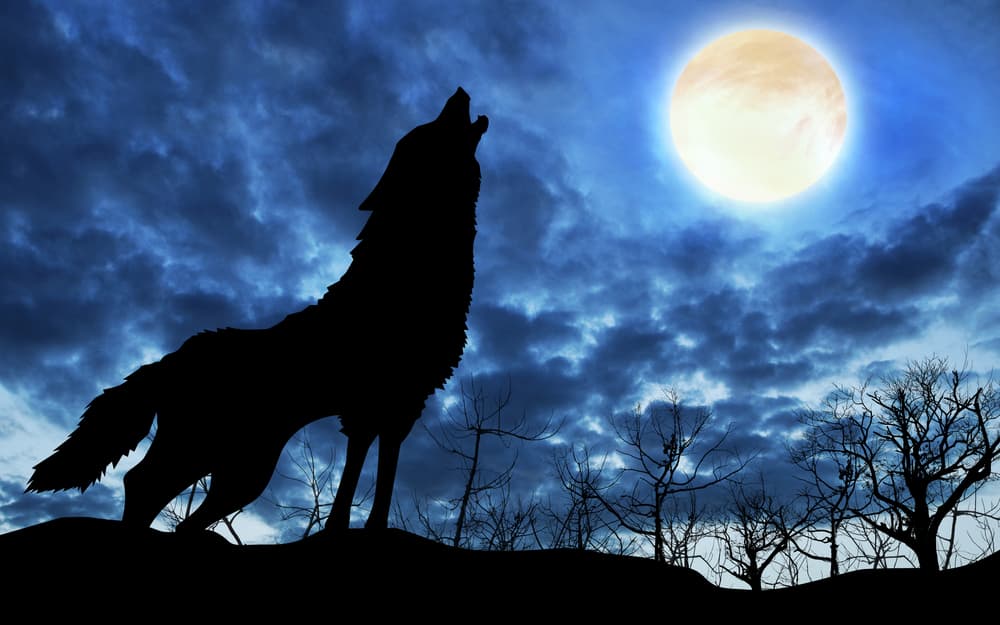 Llegó la luna llena de enero, el plenilunio que está ocurriendo en el signo de Leo, y es la famosa y conocida luna del lobo, donde los lobos aúllan a la salida de Selene, la luna. 
<br>