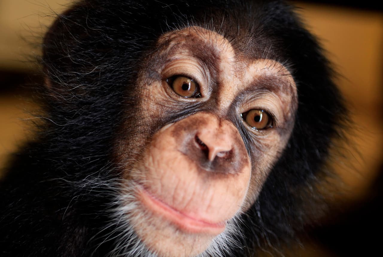 Ada, six months female chimpanzee, is seen at the house of Cuban biologist Marta Llanes, 62, in Havana, Cuba september 30, 2016. Enrique de la Osa