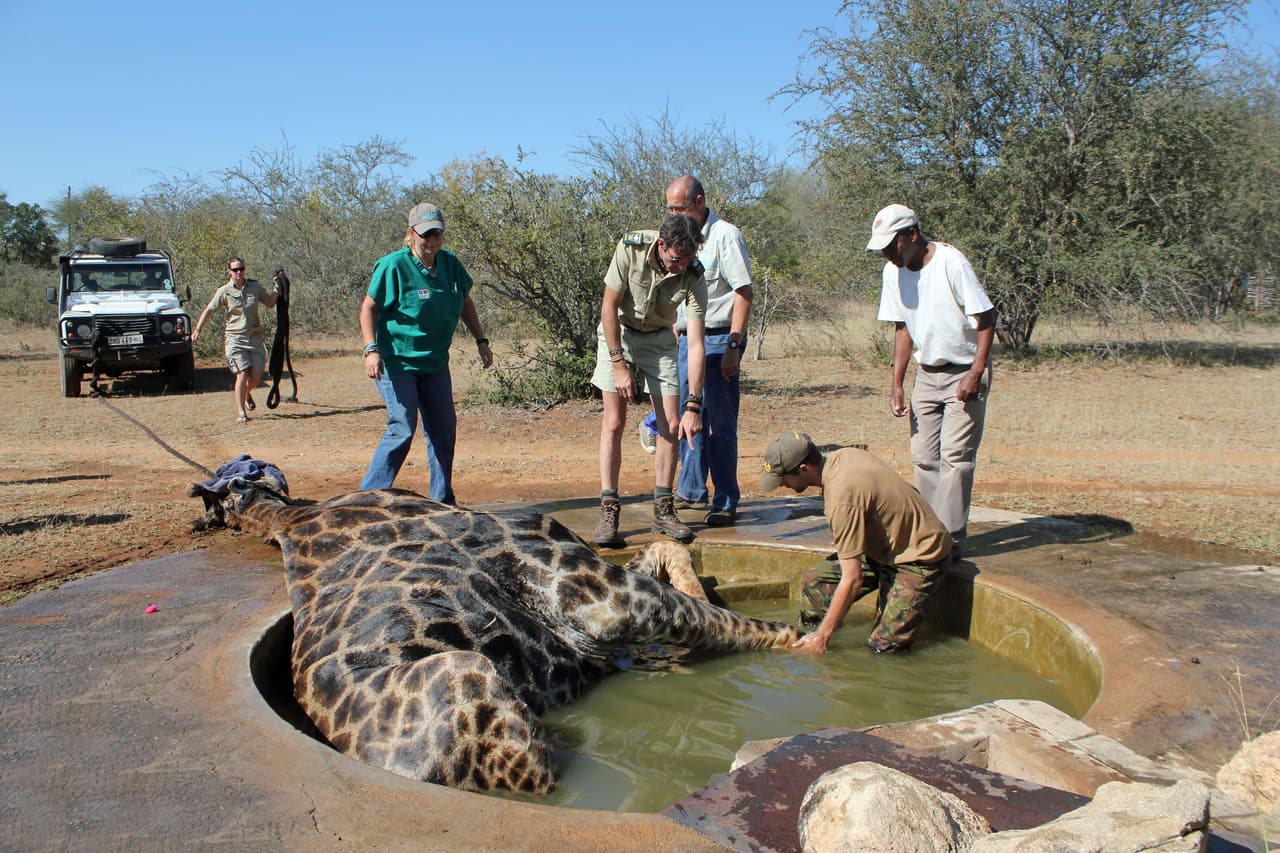 Esta enorme dificultad tuvo lugar en el Parque Nacional Greater Kruger, en Sudáfrica.