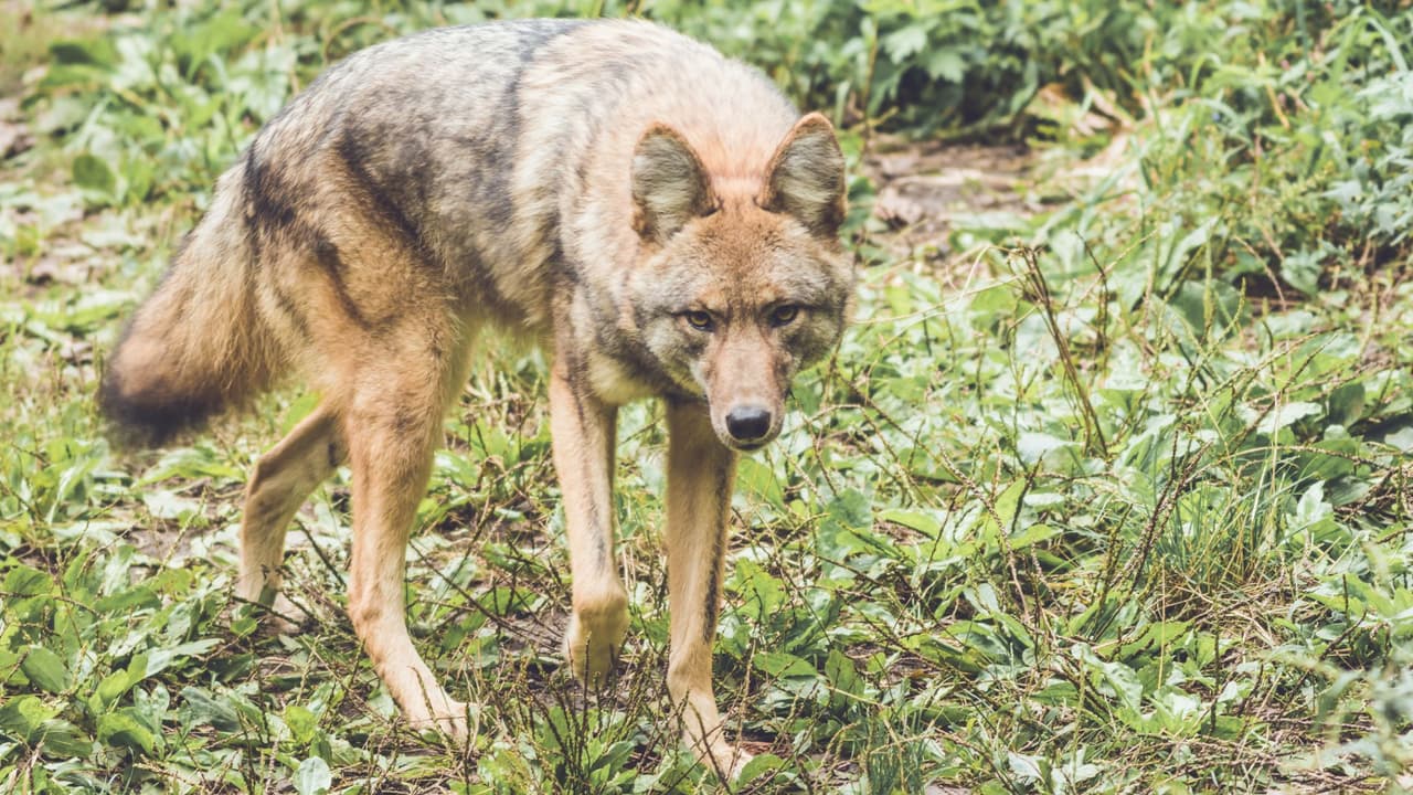 <h3 class="cms-H3-H3">🐶🐱 Cómo cuidar a tus mascotas </h3>
<br>
<br>- 
<b>No dejes a tus perros o gatos afuera, ni de noche ni de día: </b>Un patio con reja no siempre los protege, los coyotes pueden saltar vallas de hasta 2 metros. 
<br>
<br>- 
<b>Al sacarlos a</b> 
<b>pasear, lleva siempre correa corta: </b>Así estarán siempre cerca de ti y más seguros. 
<br>
<br>- 
<b>Guarda su comida y agua dentro de casa:</b> Nunca dejes croquetas, platos o restos de comida en el jardín o la terraza. 
<br>
<br>- 
<b>Refuerza tu cerca:</b> Si puedes, hazla más alta y refuérzala también bajo tierra para evitar que los coyotes la brinquen o excaven.