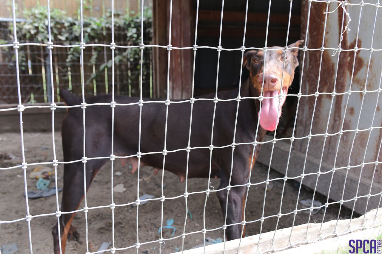 Las jaulas de los perros no estaban en las mejores condiciones.