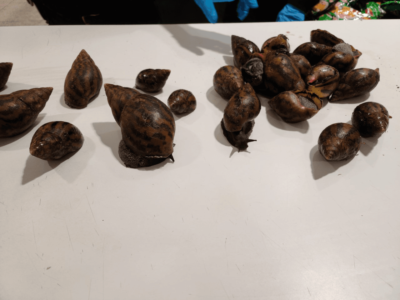 El caracol gigante africano se encontró por primera vez en el sur de Florida en la década de 1960, y se necesitaron 10 años y un millón de dólares para erradicarlo. Fue reintroducido en Miami en septiembre de 2011.