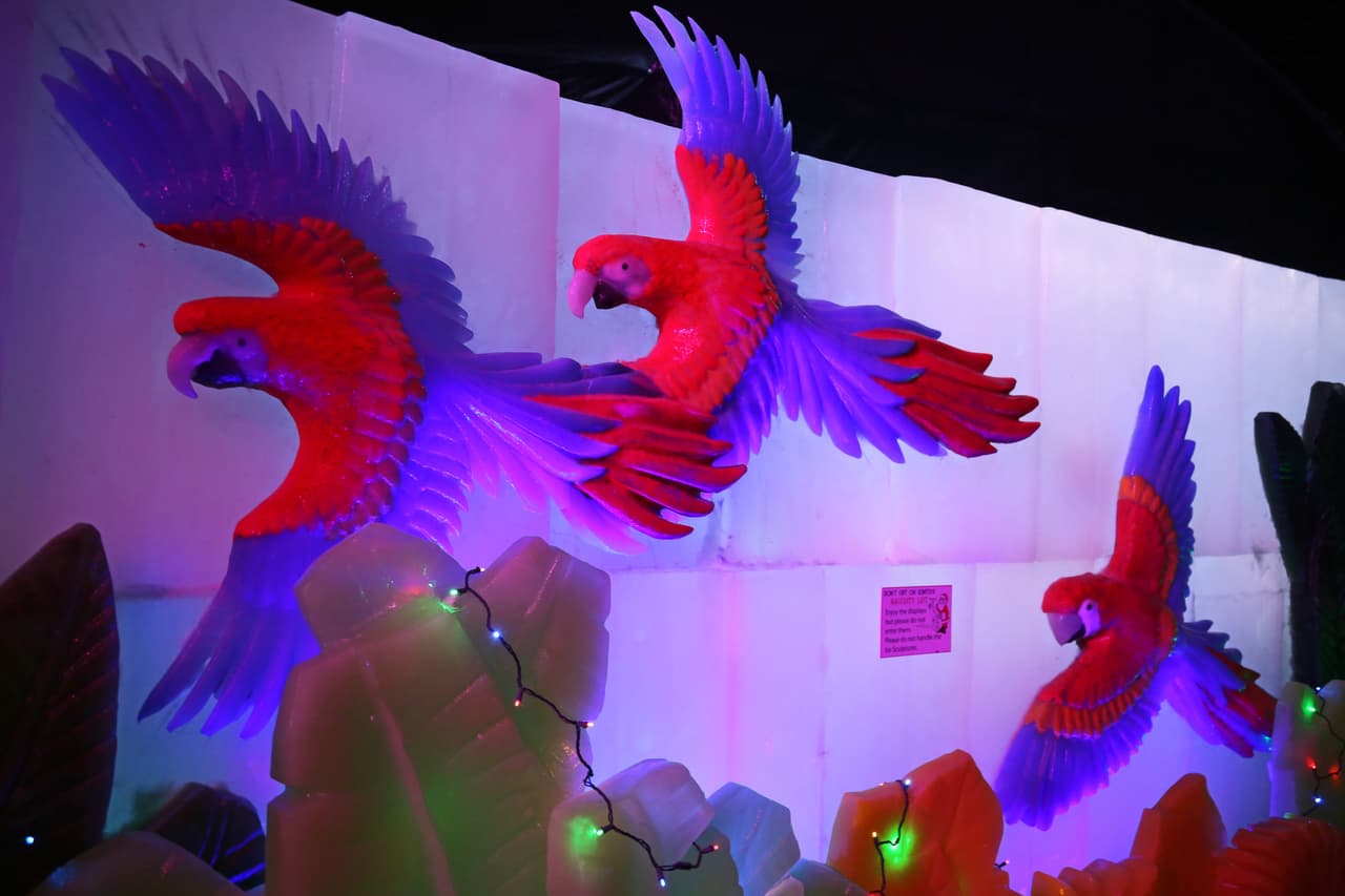 Y las guacamayas, con sus coloridos plumajes, no podian faltar en una selva tropical.