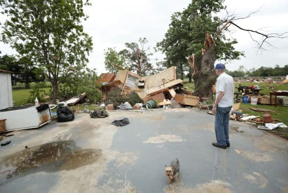 Y otras mascotas más afortunadas y que resultaron ilesas de la catástrofe han vuelto a lo que queda de sus hogares para buscar las pertenencias de sus dueños entre las ruinas.