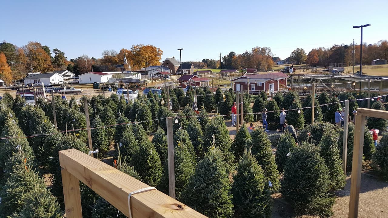 <b>Phillips Farms of Cary (A partir del 24 de noviembre)</b>
<br>
<b>Dirección</b>: Sucursales en Cary y Raleigh
<br>
<b>Teléfono</b>: 919-377-8989
<br>
<b>Sitio web</b>: 
<a href="https://www.phillipsfarmsofcary.com/christmas">https://www.phillipsfarmsofcary.com/christmas</a> 
<br>
<b><a href="https://maps.app.goo.gl/rVwnaDo6eWCmzSGo9">Cómo llegar / Sucursal de Cary</a> </b>
<br>
<br>En la granja podrás cortar tu propio árbol o comprar algunos previamente cortados. El 16 de diciembre también tendrán un mercado navideño nocturno con vendedores, villancicos, artesanías, comida y más.