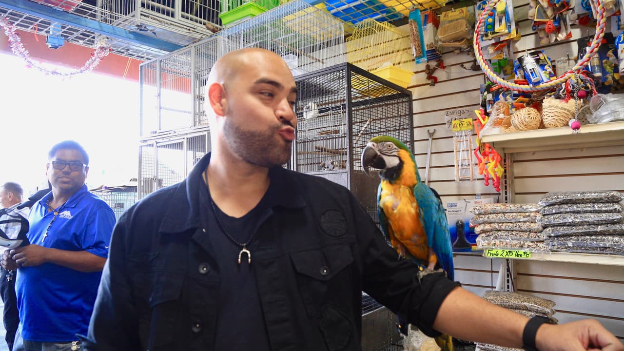 En el Mercadito también encontraron estas aves magníficas. 
<br>