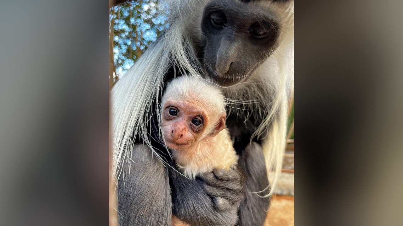 El zoológico de Greenville presenta al nuevo integrante, la imagen conquista a los usuarios en Facebook