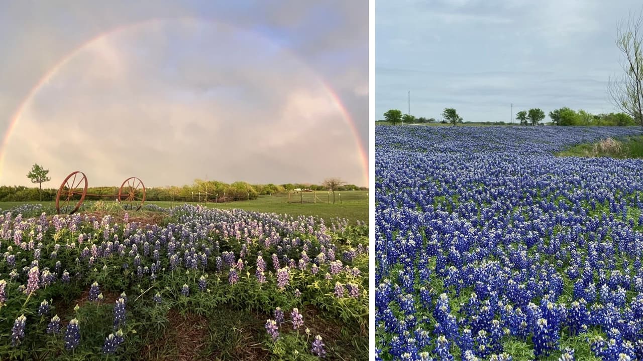 En Ennis 
<b>hay 3 campos de bluebonnets </b>que puedes recorrer cualquier día o bien del 1 al 30 de abril en el Bluebonnet Trails and Festival.