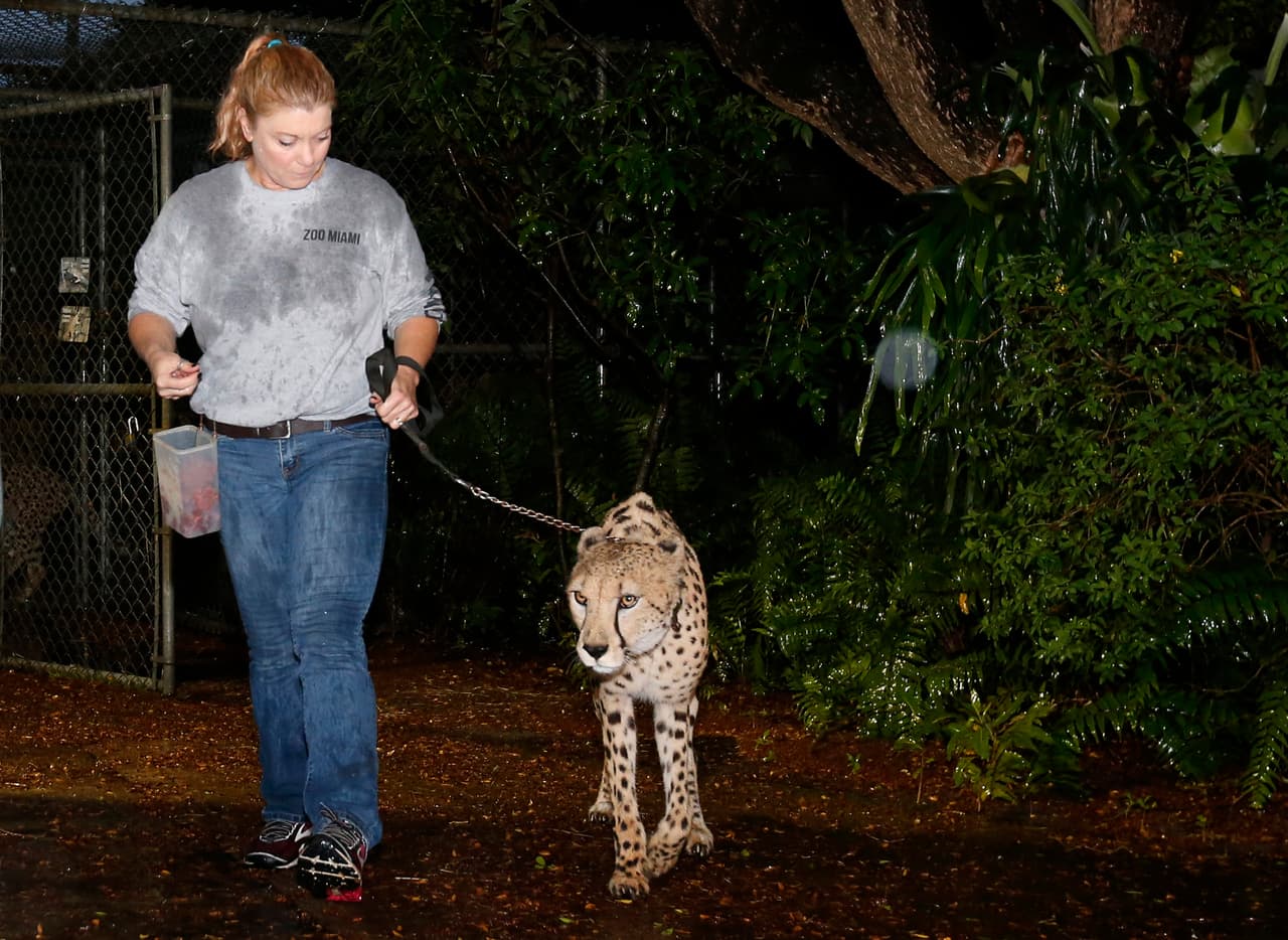 Jennifer Nelson, cuidadora del Zoo Miami, lleva a un guepardo llamado Koda a una estructura preparada para huracanes este 9 de septiembre. La mayoría de los animales quedan en sitios en sus recintos, pero Koda y su hermano Diesel tuvieron que ser temporalmente evacuados.