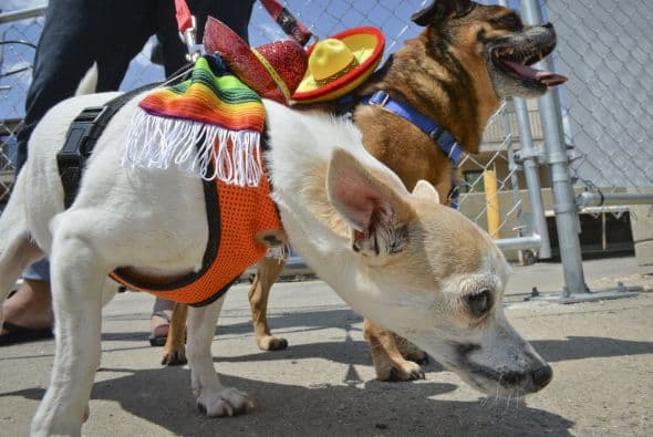 Decenas de perritos se disfrazaron y personificaron en tradicionales vestimentas para festejar el 5 de Mayo.