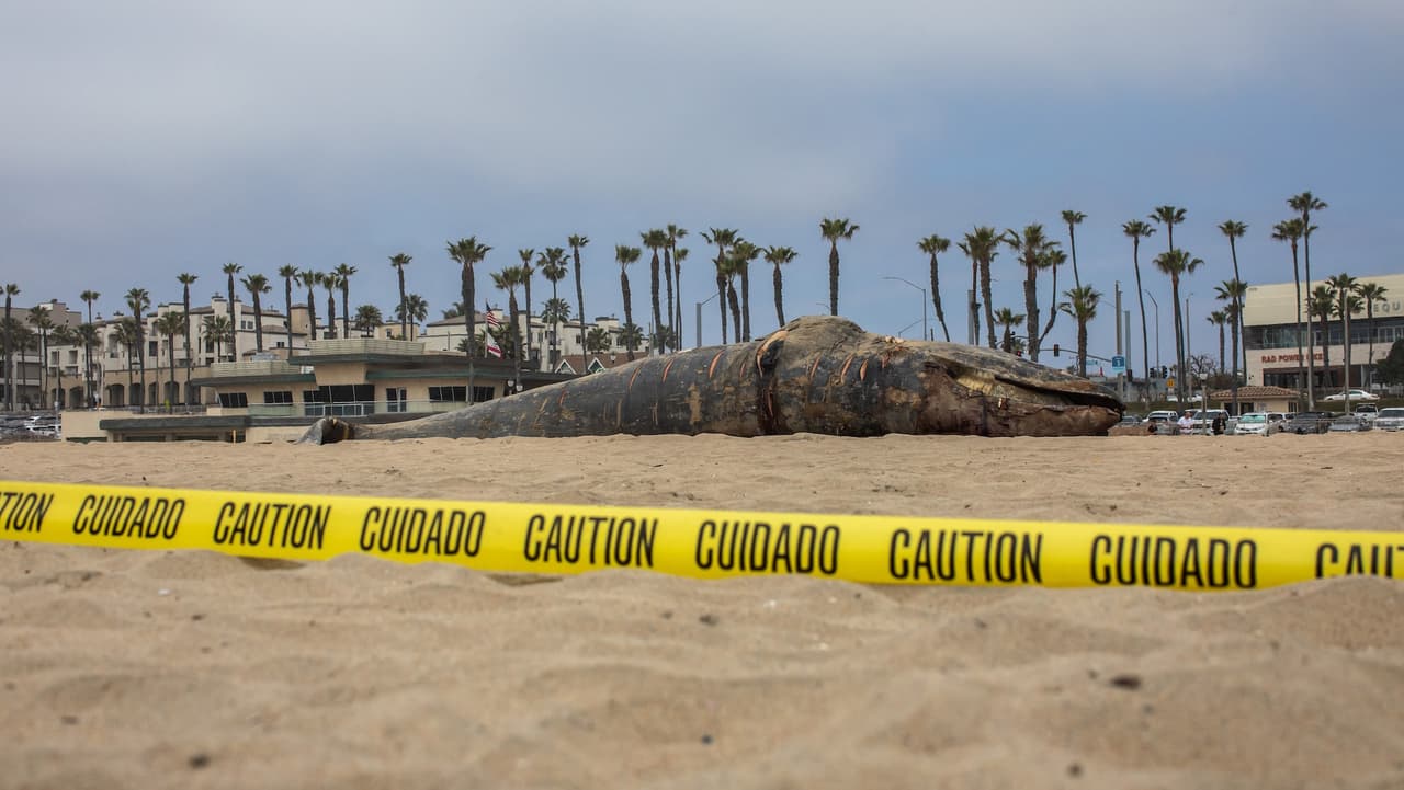 El hallazgo generó preocupación entre científicos, ya que se suma a una creciente lista de ballenas grises muertas en la costa oeste en lo que va del año, incluyendo decenas sólo en Baja California.