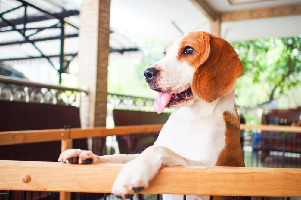 <b>VIRGO: Beagle</b>
<br>Nuestros amigos virgo suelen ser muy tranquilos pero perceptivos, justo así como esta raza pequeña. Aparte, son amantes de las mascotas, pero comúnmente suelen adoptar razas demasiado juguetonas. Los Beagle son unos perros listos, tranquilos y muy cariñosos. Son conocidos por su limpieza y tienen a ser muy observadores. La pareja perfecta ¿verdad?