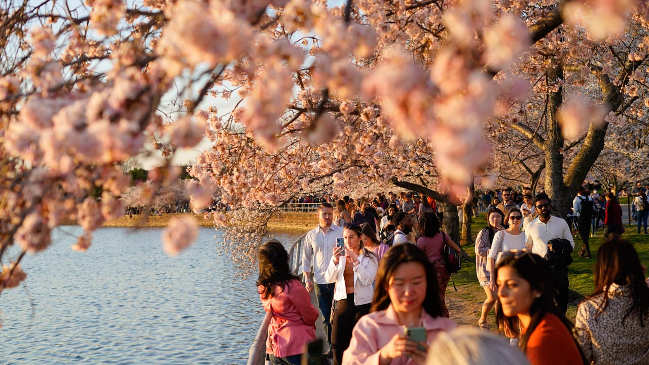 El punto de floración máxima se define cuando el 70% de los cerezos están completamente abiertos.