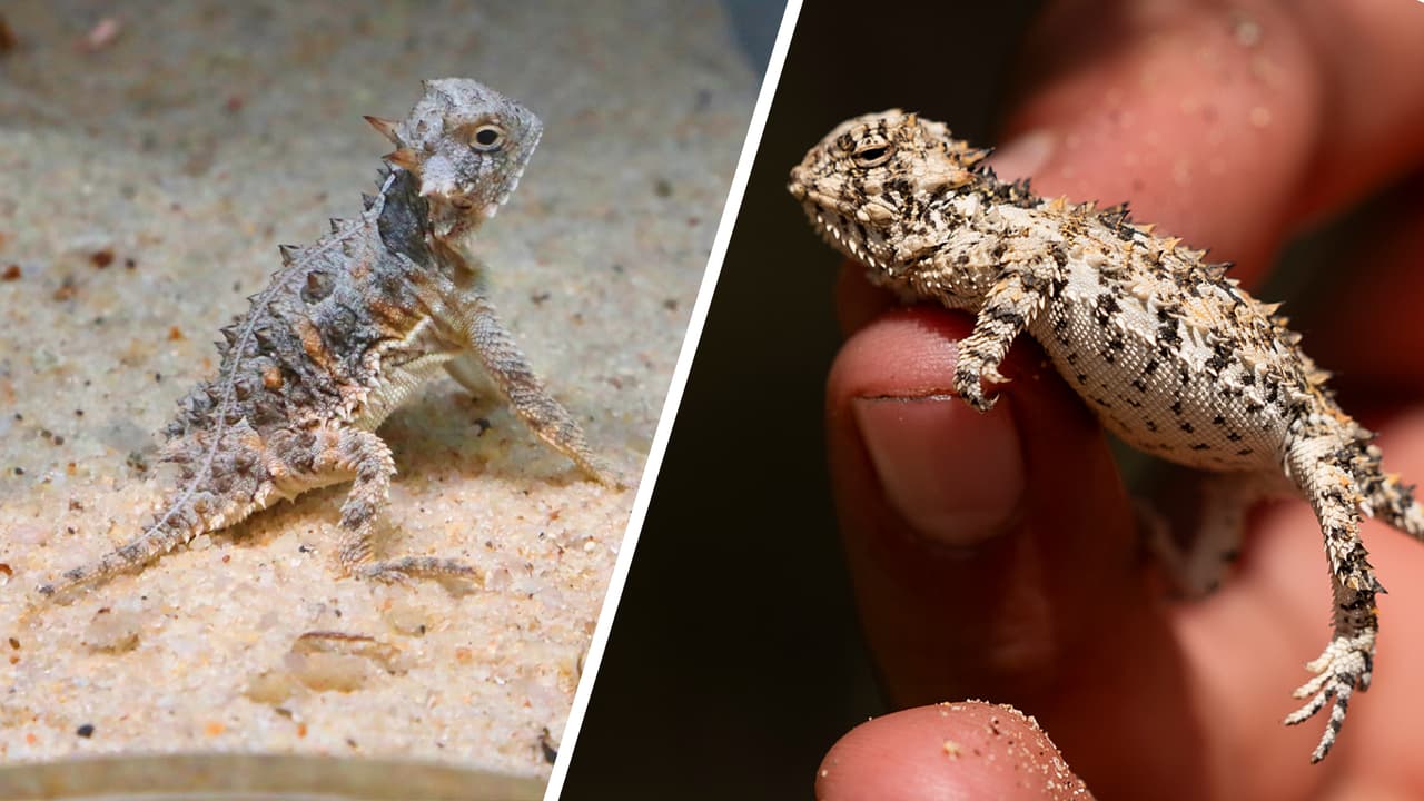 Este 'querido' cornudo texano está amenazado, pero no todo son malas noticias