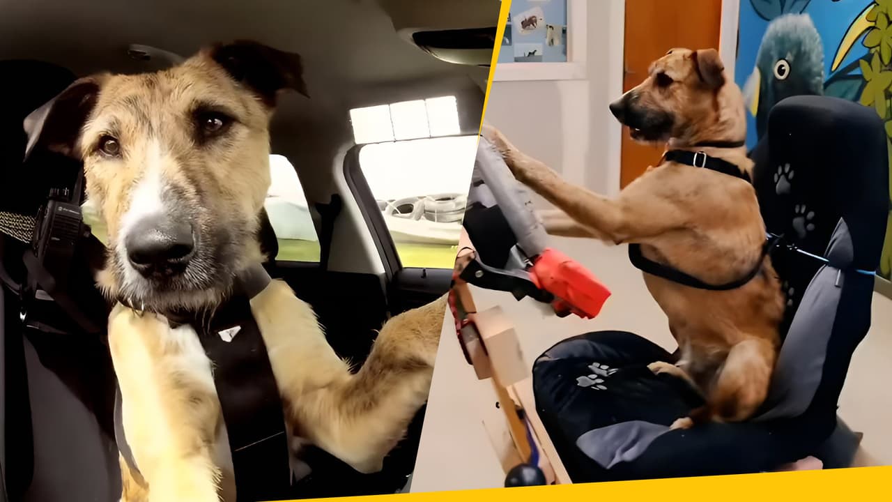 Estos perritos callejeros conducen mejor que algunas personas: pasaron del abandono a ser estrellas