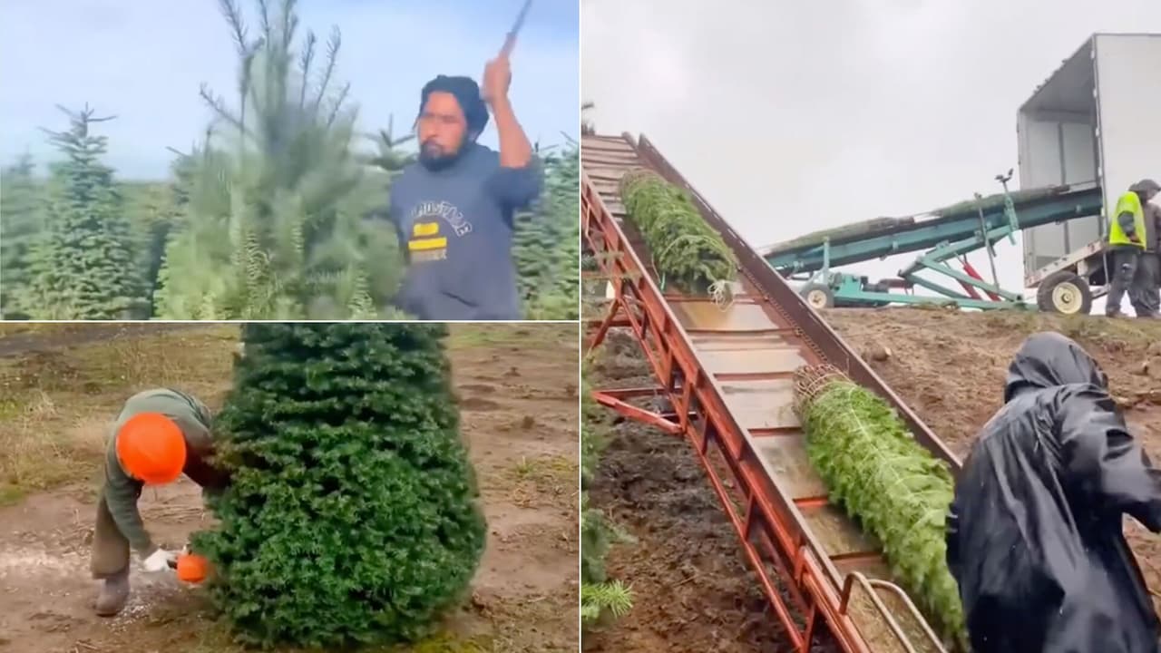 Del bosque a tu casa: así se preparan los pinos navideños