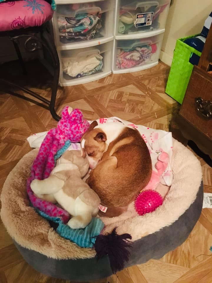 'Khloe' tambi´én tiene un hijo perruno😄🐶.