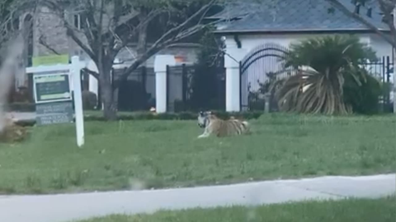 Cuevas salió de la cárcel después de pagar su fianza y su abogado, Michael Elliot indicó que su cliente no es el dueño del tigre y que tampoco sabe donde está.