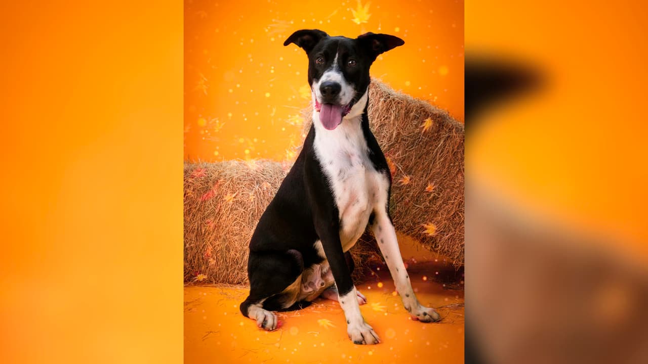 Las mascotas mayores son los animales más vulnerables en los refugios y necesitan ayuda para encontrar hogares seguros, felices y saludables.