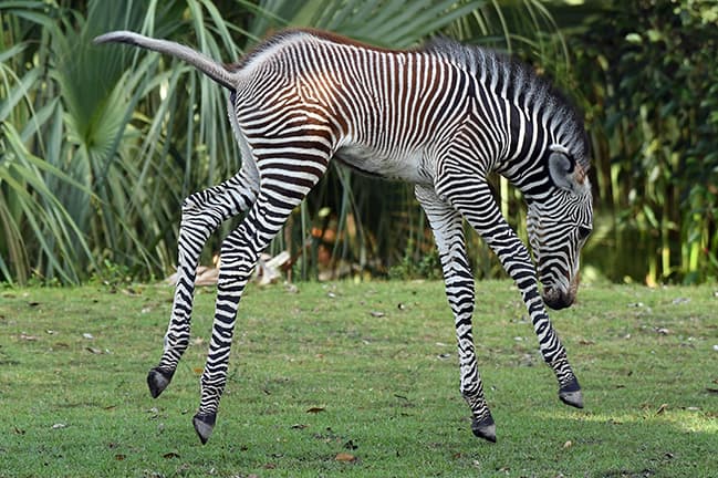 Las cebras grevy es la especie más abundante de estos animales y se encuentran en el cuerno de África.