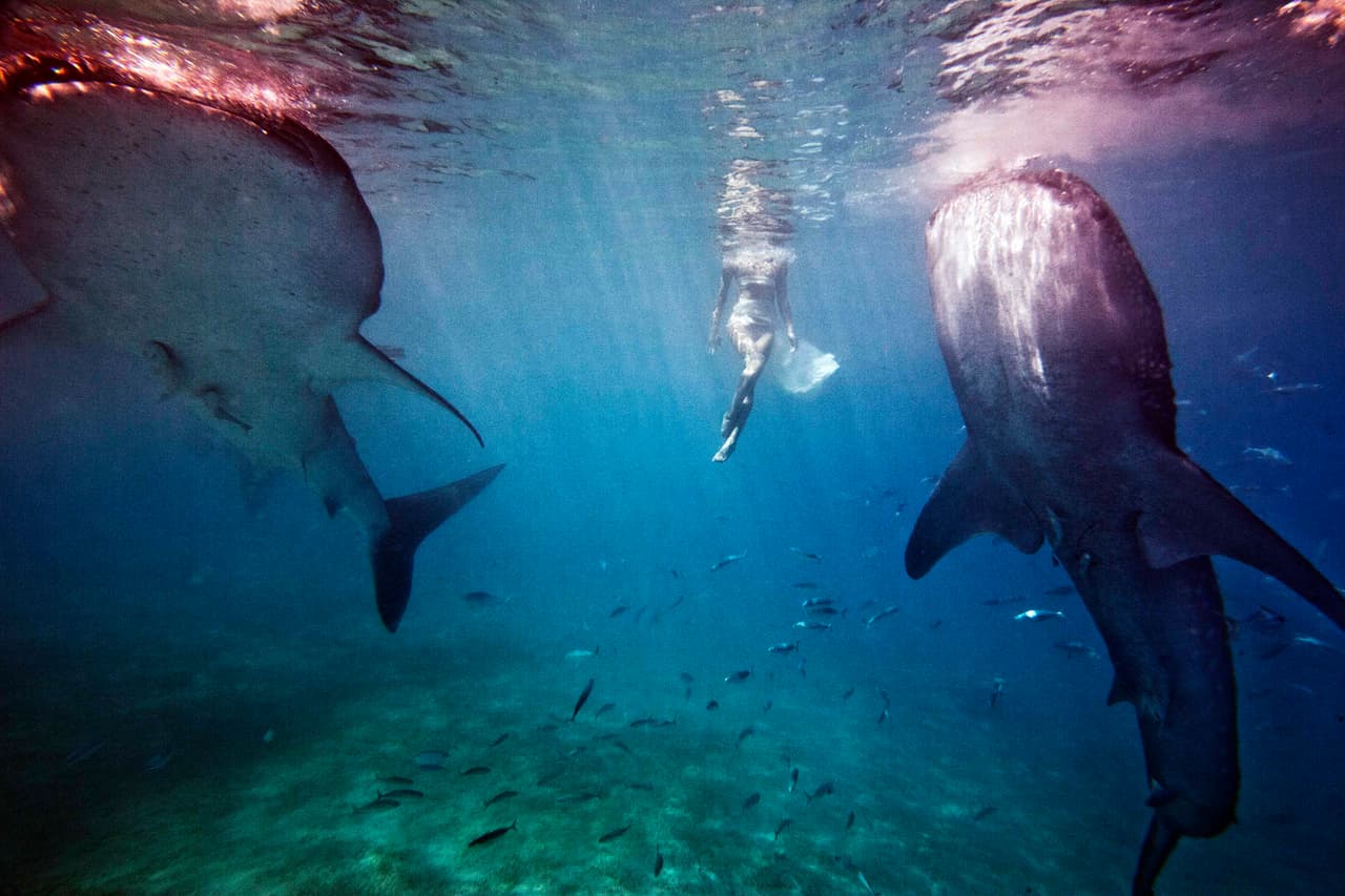 Nadar sin protección con estas criaturas marinas es algo increíble.